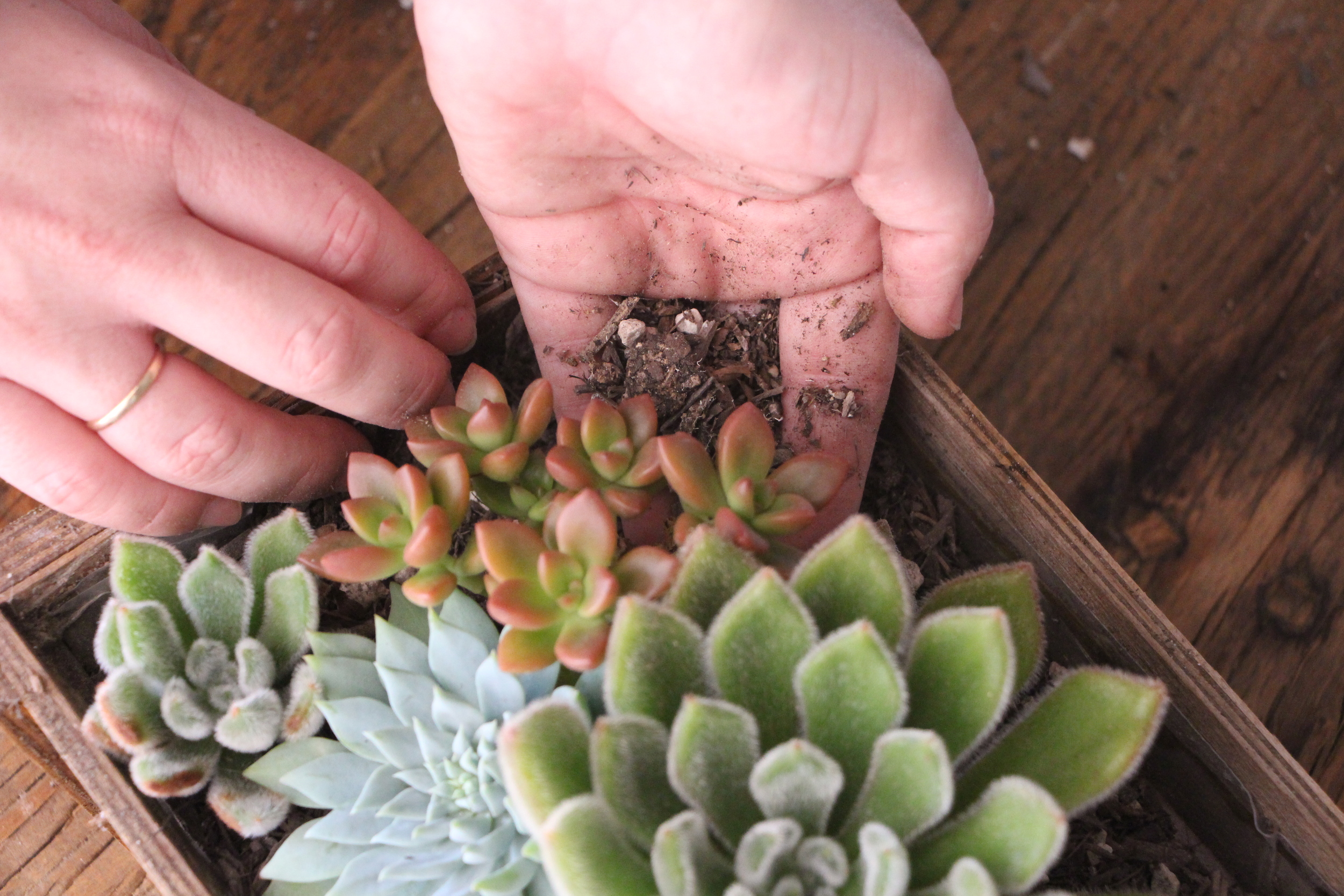 how-to-arrange-succulents-needles-and-leaves-needlesandleaves_net.jpg